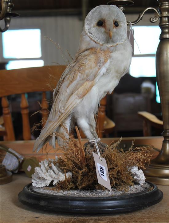 Taxidermy owl